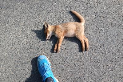 Vulpes vulpes