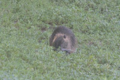 Myocastor coypus