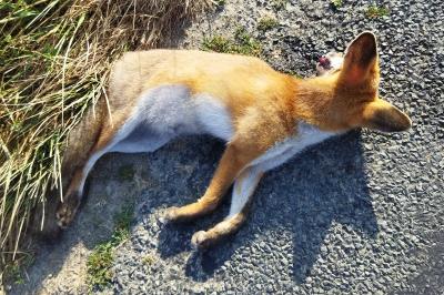 Vulpes vulpes