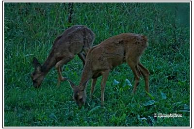 Capreolus capreolus