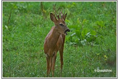 Capreolus capreolus