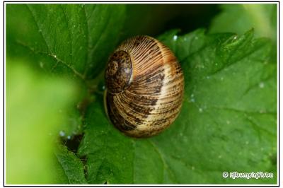 Cornu aspersum