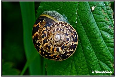 Cornu aspersum