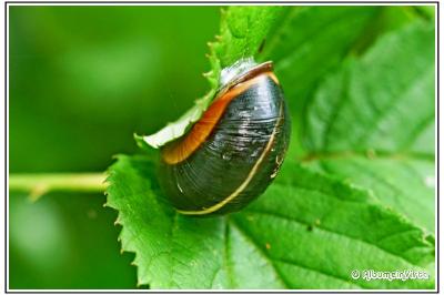 Cepaea nemoralis