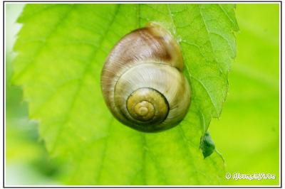 Cepaea nemoralis