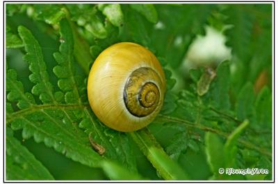 Cepaea nemoralis