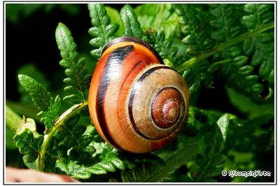 Cepaea nemoralis