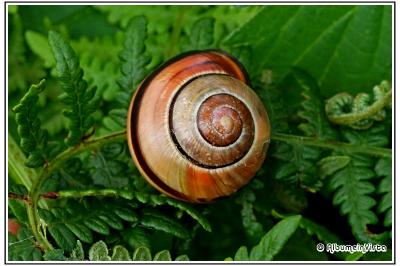 Cepaea nemoralis