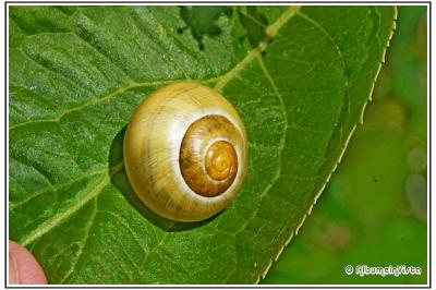 Cepaea nemoralis