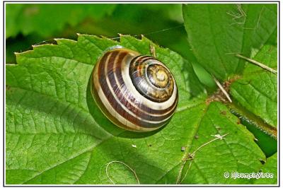 Cepaea nemoralis