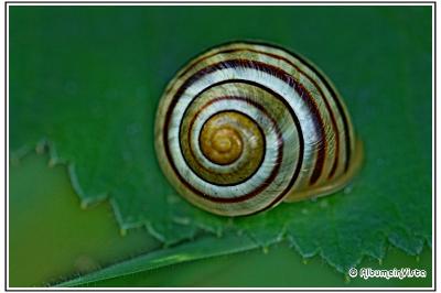 Cepaea nemoralis