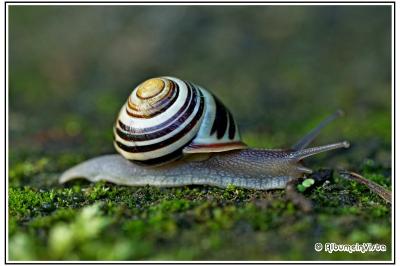 Cepaea nemoralis