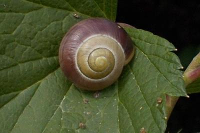 Cepaea hortensis