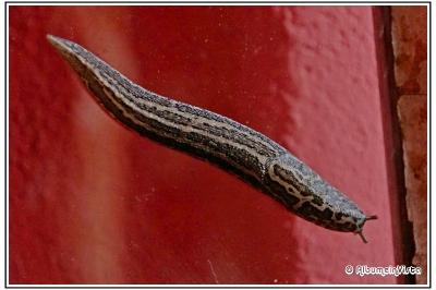 Limax maximus