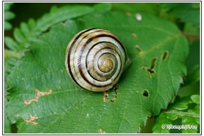 Cepaea nemoralis