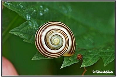 Cepaea nemoralis