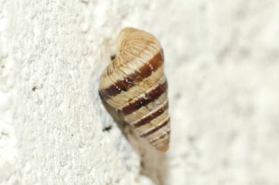 Cochlicella barbara