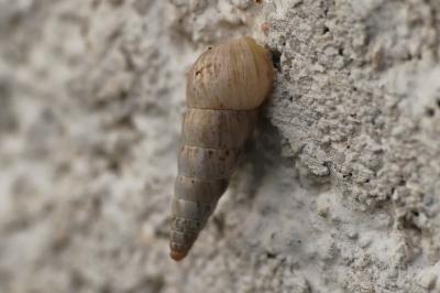 Cochlicella acuta