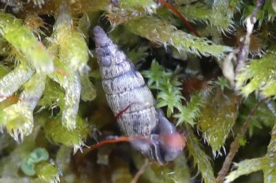 Clausilia bidentata bidentata