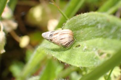 Cochlicella acuta