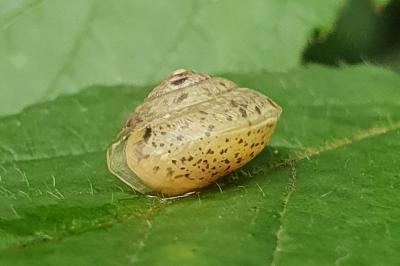 Hygromia cinctella