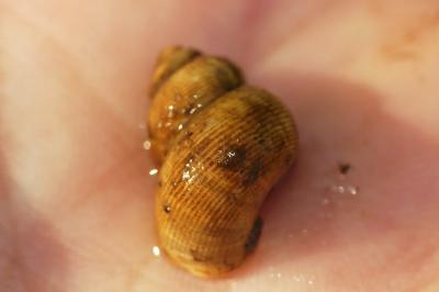 Pomatias elegans