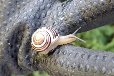 Cepaea nemoralis