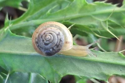 Hygromia cinctella