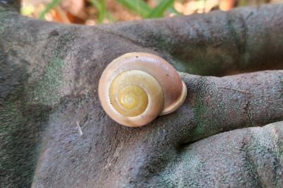 Cepaea hortensis