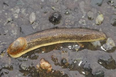 Testacella maugei