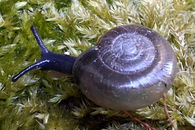 Oxychilus draparnaudi