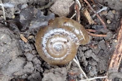 Oxychilus draparnaudi