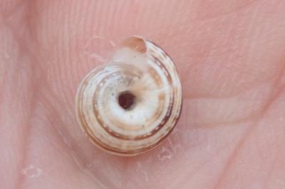 Cernuella aginnica