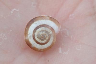 Cernuella aginnica
