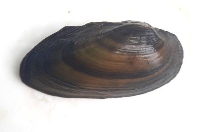 mollusc1788794531