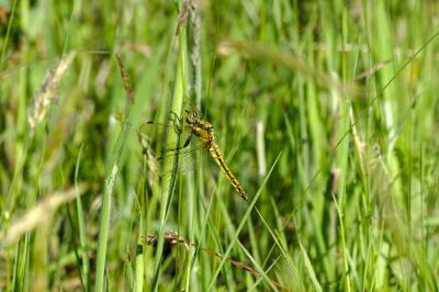 Orthetrum cancellatum
