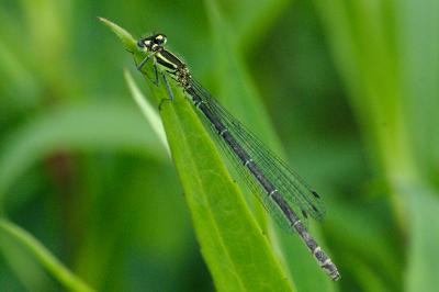Coenagrion puella