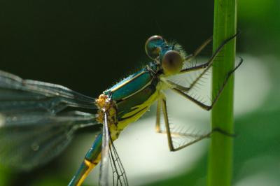 Chalcolestes viridis