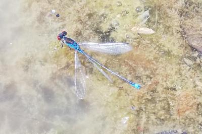 Erythromma viridulum