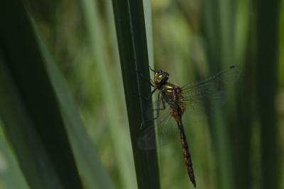 Somatochlora flavomaculata