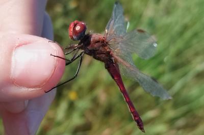 Sympetrum fonscolombii