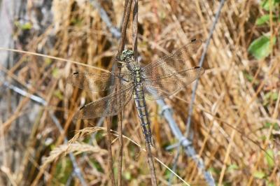 Orthetrum cancellatum