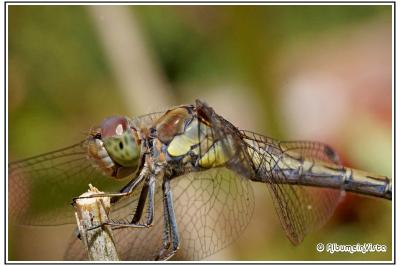 Orthetrum cancellatum