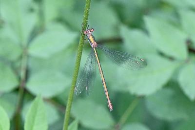 Chalcolestes viridis