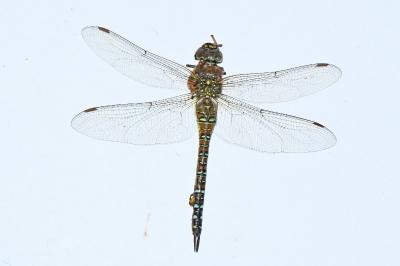 Aeshna mixta