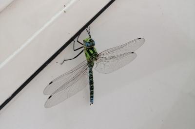 Aeshna cyanea