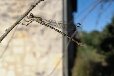 Lestes virens vestalis