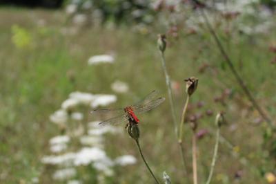 Sympetrum sanguineum