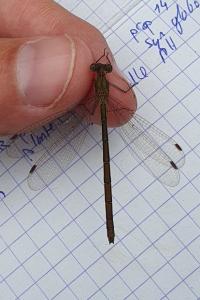 Lestes sponsa