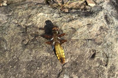 Libellula depressa